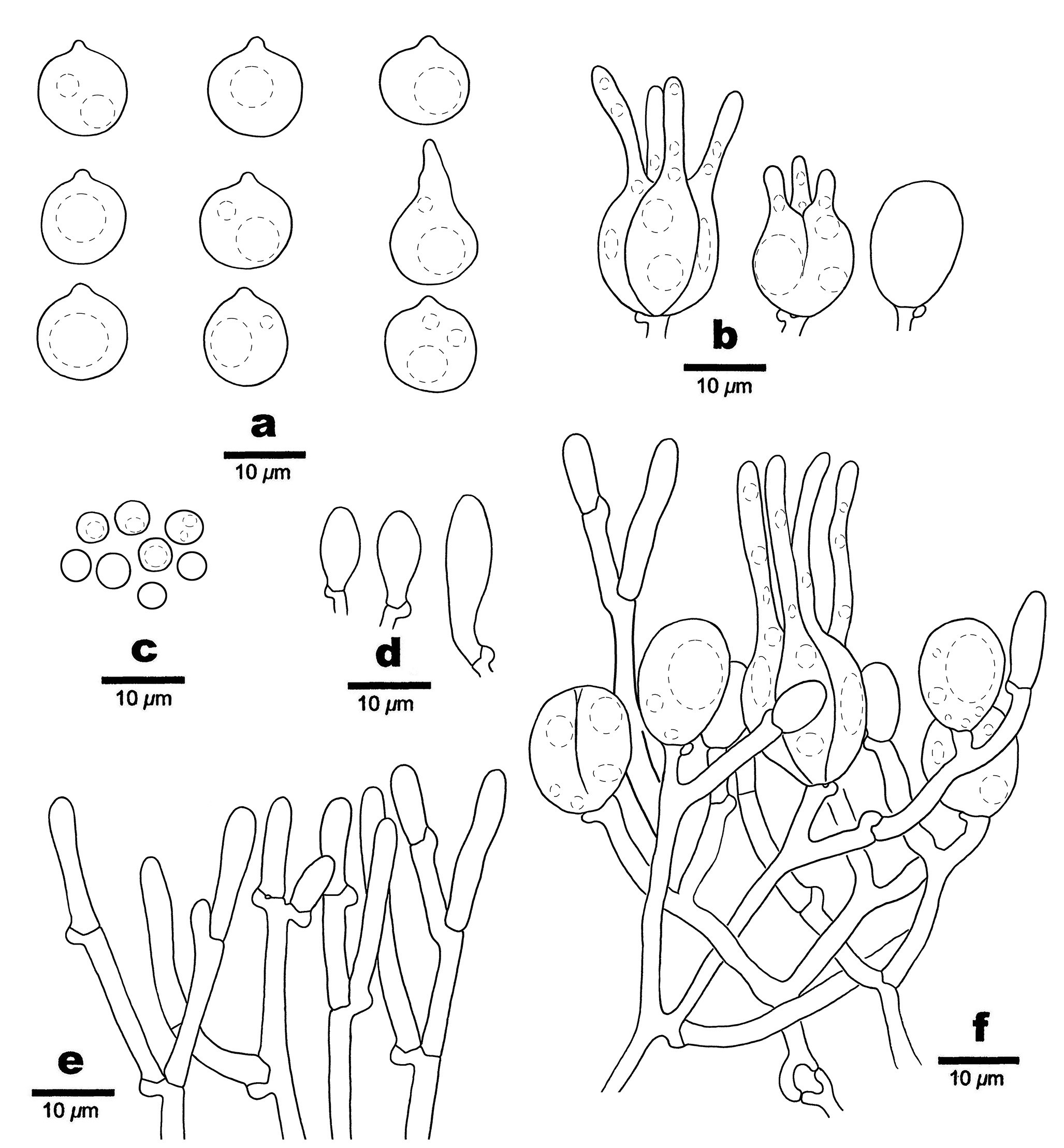 Figure 77